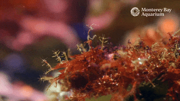 Skeleton Shrimp GIF by Monterey Bay Aquarium