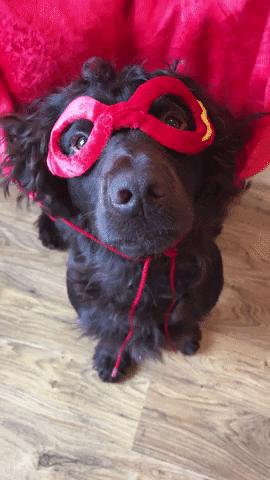 Dog Superhero GIF