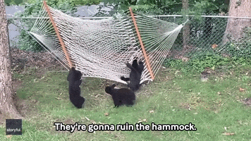 Bears Cubs GIF by Storyful