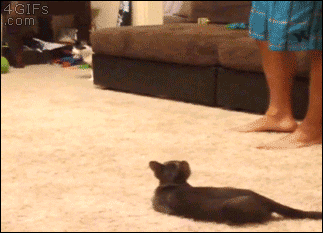 kitty jump scare
