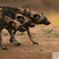 squad painted wolves GIF by BBC America