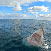 great white shark gif