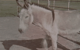 Houston Farm GIF by Texas Archive of the Moving Image