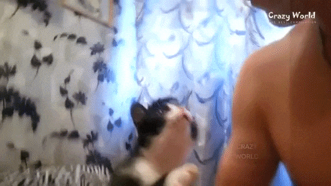 pay attention to me cat GIF