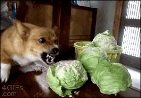 savage cabbage GIF