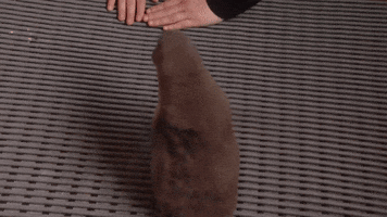 etats-unis animaux GIF by BFMTV