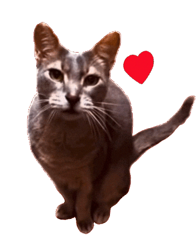 Cat Kitty Sticker