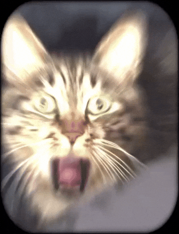 Cat GIF