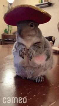 Funny-pet-videos GIFs - Get the best GIF on GIPHY Funny-pet-videos GIFs - Get the best GIF on GIPHY