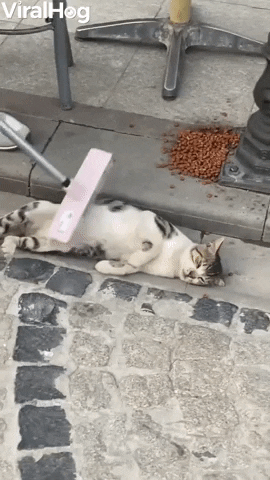 Stray Cat Being Brushed In Turkey GIF by ViralHog