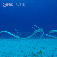 World Oceans Day Gifs Get The Best Gif On Giphy World Oceans Day Gifs Get The Best Gif On Giphy