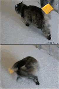 Spinning Cat GIF, Maxwell the Cat / Spinning Cat