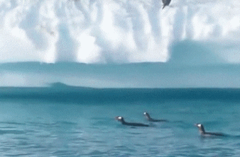 Penguin Fail GIF - Find & Share on GIPHY