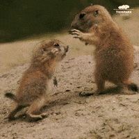 Streiten GIFs - Find & Share on GIPHY