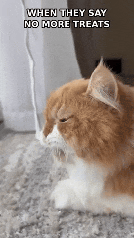 Reaction Gif GIF