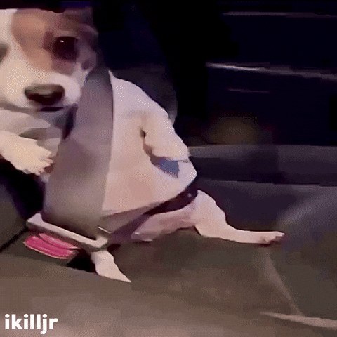 Dog Instagram GIF
