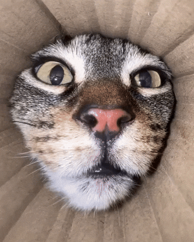 Cat GIF