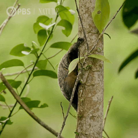 Monkey Hello GIF by Nature on PBS