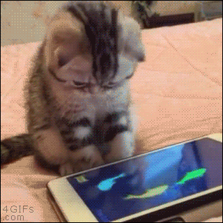 Video gif. Kitten interacts with a smart phone displaying a video of cartoon fish flying around. The kitten looks super focused with its head down and eyes wide as it tries to paw at the fish to catch it. 