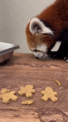 Baking Merry Christmas GIF by Valley Zoo Development Society