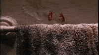 place cockroaches GIF