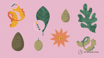 Animation Plants GIF by The Explainer Studio