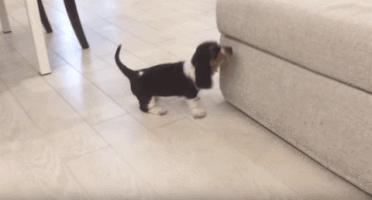puppy fall oops GIF