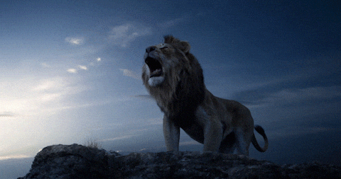 roaring lioness gif