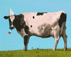 Digital compilation gif. Picture of a black and white cow edited to look like it's wearing a party hat on its head and blowing a party horn. Black writing on the side of the cow reads, "Happy Birthday'