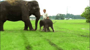 ringling bros GIF by Ringling Bros. and Barnum & Bailey
