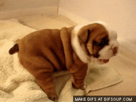 Puppies animated GIF