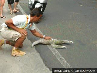 sloth GIF
