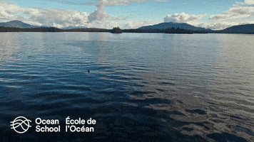 oceanschoolnow ocean canada whale orca GIF