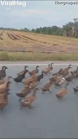 Flock Of Ducks Makes Its Way Down The Road GIF by ViralHog