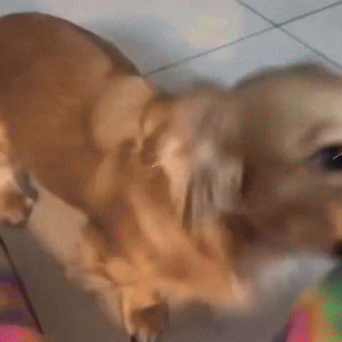 Dog Teeth GIF