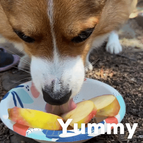 Dog Corgi GIF