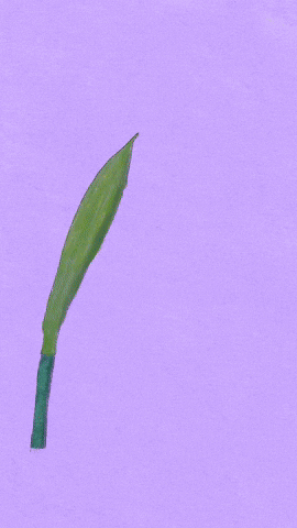 studiogiff GIF