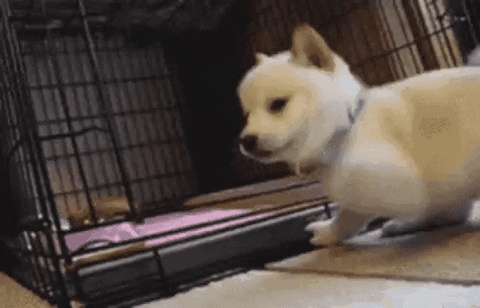 Dog-funny GIFs - Get the best GIF on GIPHY
