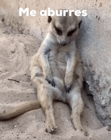 Wildlife gif. A meerkat leans up against a rock wall and sits on his butt like a human. He’s sound asleep and he slowly loses all strength to keep himself up right, and falls to the ground. He doesn't wake up after he falls. 