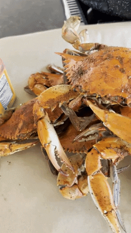 Seafood Maryland GIF by The Crab Place