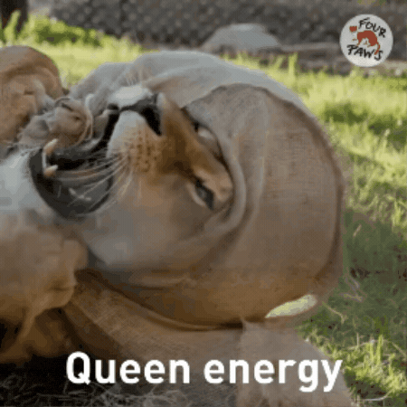 Halloween Queen GIF by FOUR PAWS