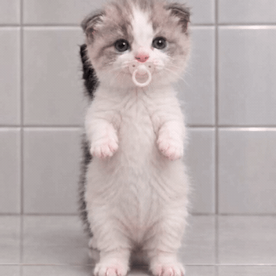 Cat Neon GIF