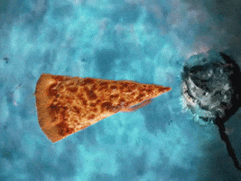 shark attack pizza GIF