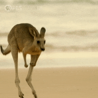 Hopping Wild Animals GIF by Nature on PBS