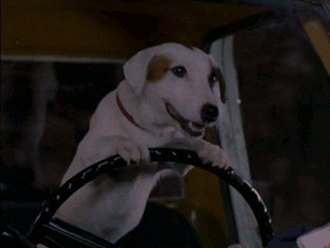 Dog drives car