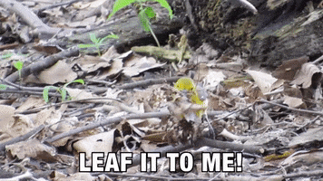 Leave It To Me Bird GIF by U.S. Fish and Wildlife Service