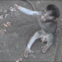 Cute Monkey Gifs Get The Best Gif On Giphy