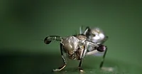 flies GIF