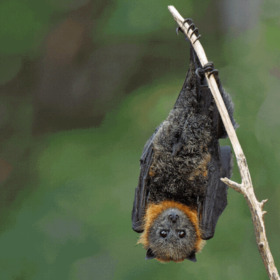 Flying Fox Environment GIF by Australian Conservation Foundation