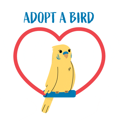 Sing Love Birds GIF by Boston Animal Shelter